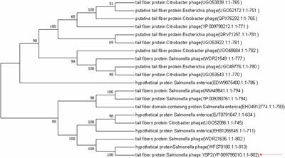 Binding activity and specificity of tail fiber protein 35Q for Salmonella pullorum